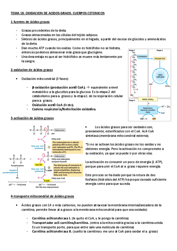 Miniatura del documento BIOQUIMICA.-TEMA-18.-OXIDACION-DE-ACIDOS-GRAOS.-CUERPOS-CETONICOS.pdf