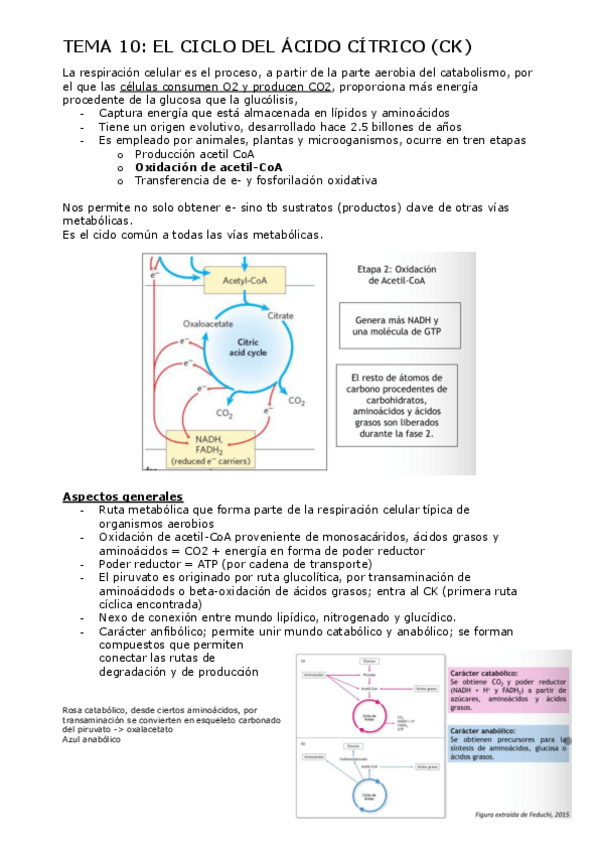 Miniatura del documento Tema10.pdf