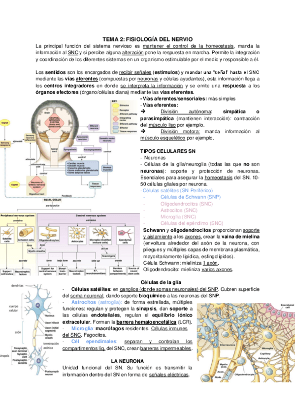 Miniatura del documento TEMA-2-Fisiologia-del-nervio.pdf