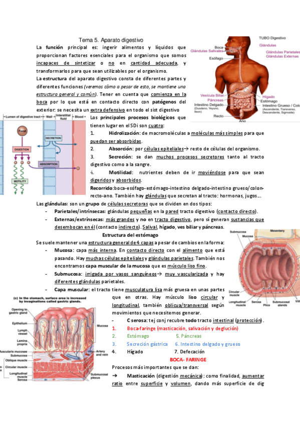 Miniatura del documento TEMA-5-Aparato-Digestivo.pdf