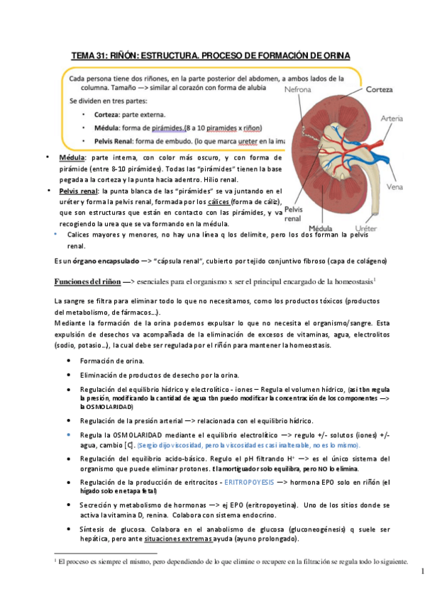 Miniatura del documento Sistema-RENAL-tema-31.pdf