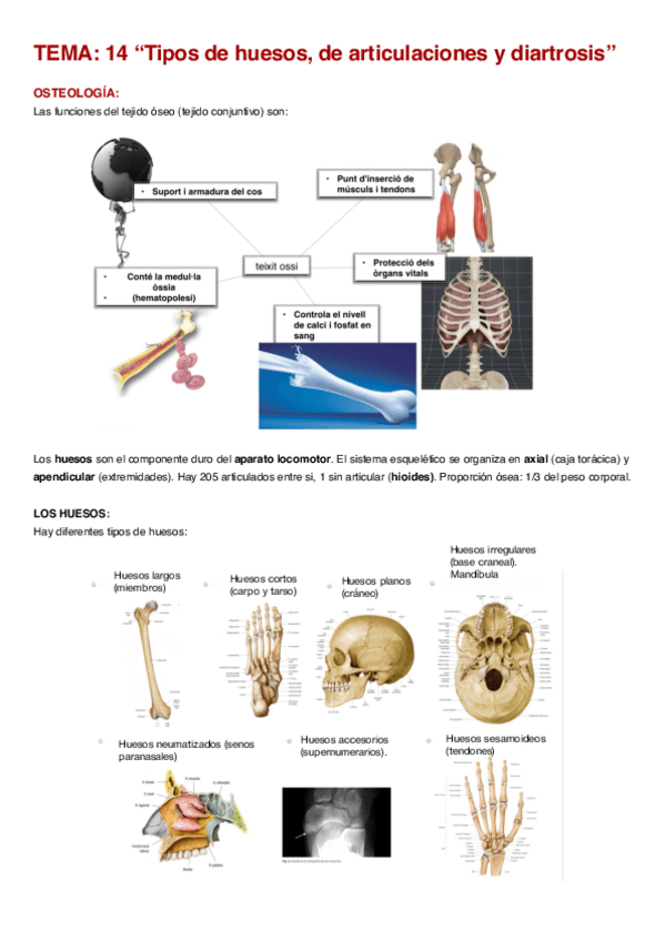 Miniatura del documento Resumen-Tema-14-15-Y-16.pdf