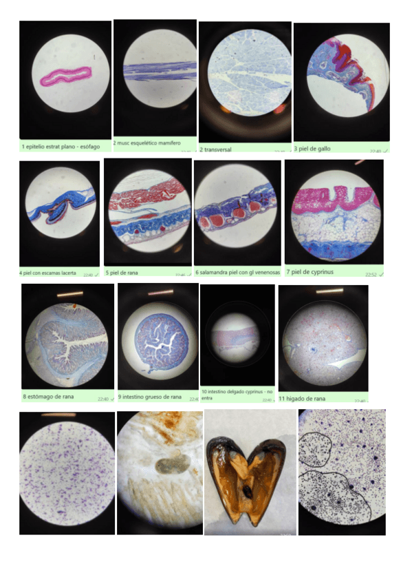 Miniatura del documento fotos-practicas.pdf