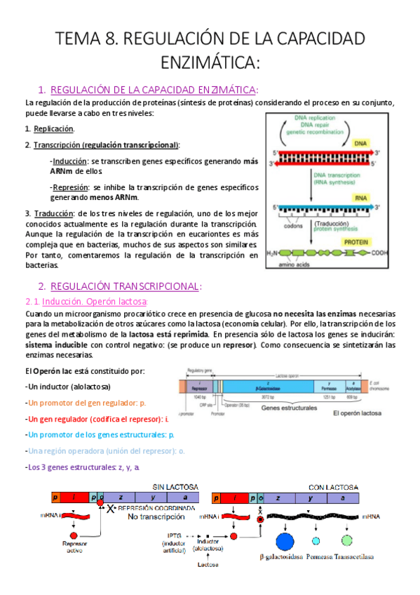 Miniatura del documento Tema 8. Regulación de la capacidad enzimática..pdf