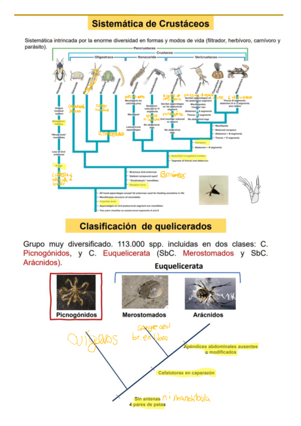 Miniatura del documento arboles-filogeneticos.pdf