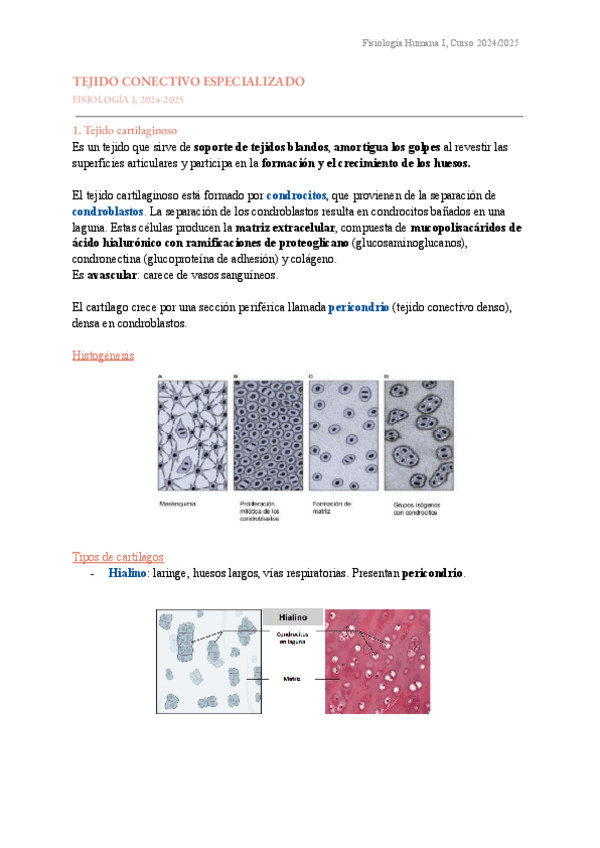 Miniatura del documento FISIO-I-T4-Tejido-conectivo-especializado.pdf
