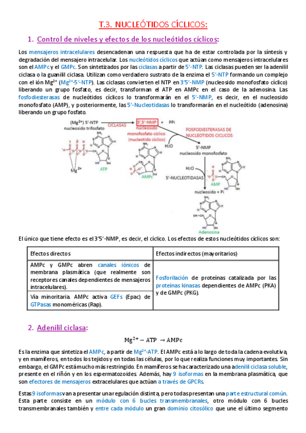 Miniatura del documento Tema 3. Control de niveles y efectos de nucleótidos cíclicos..pdf