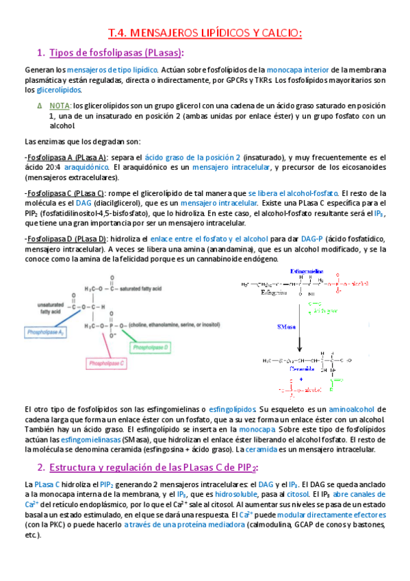 Miniatura del documento Tema 4. Mensajeros lipídicos y calcio..pdf