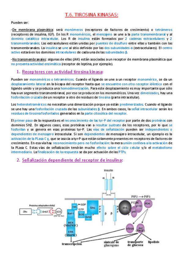 Miniatura del documento Tema 6. Tirosina kinasas..pdf