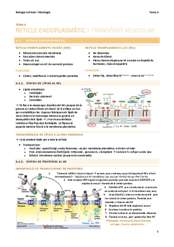 Miniatura del documento BC-T6-Reticle-endoplasmatic.pdf
