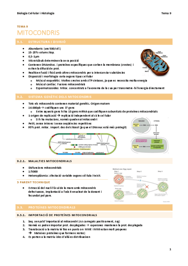 Miniatura del documento BC-T9-Mitocondris.pdf