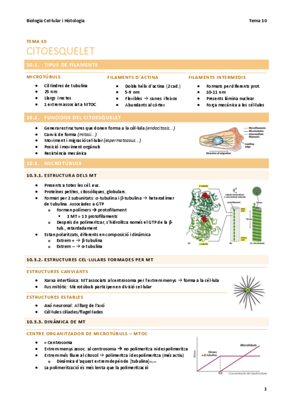 Miniatura del documento BC-T10-Citoesquelet.pdf