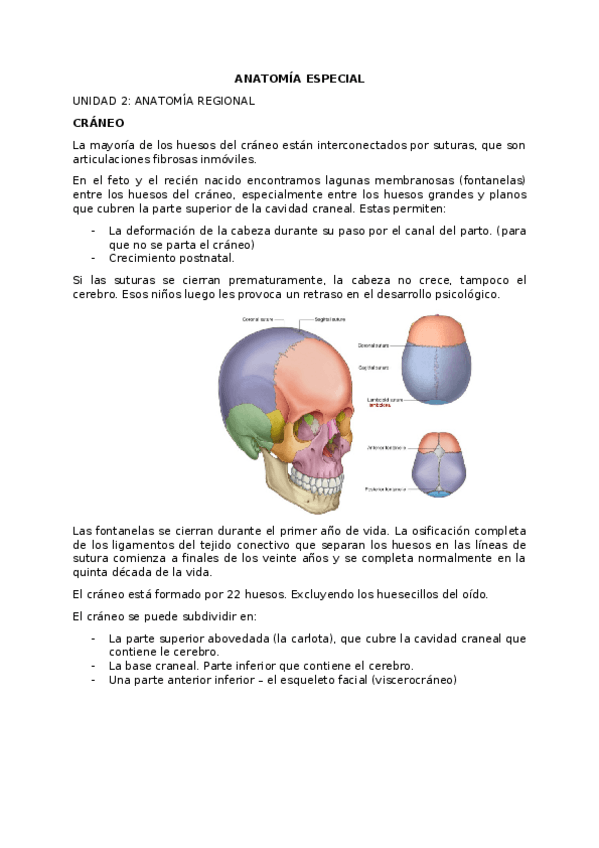 Miniatura del documento ANATOMIA-ESPECIAL.docx
