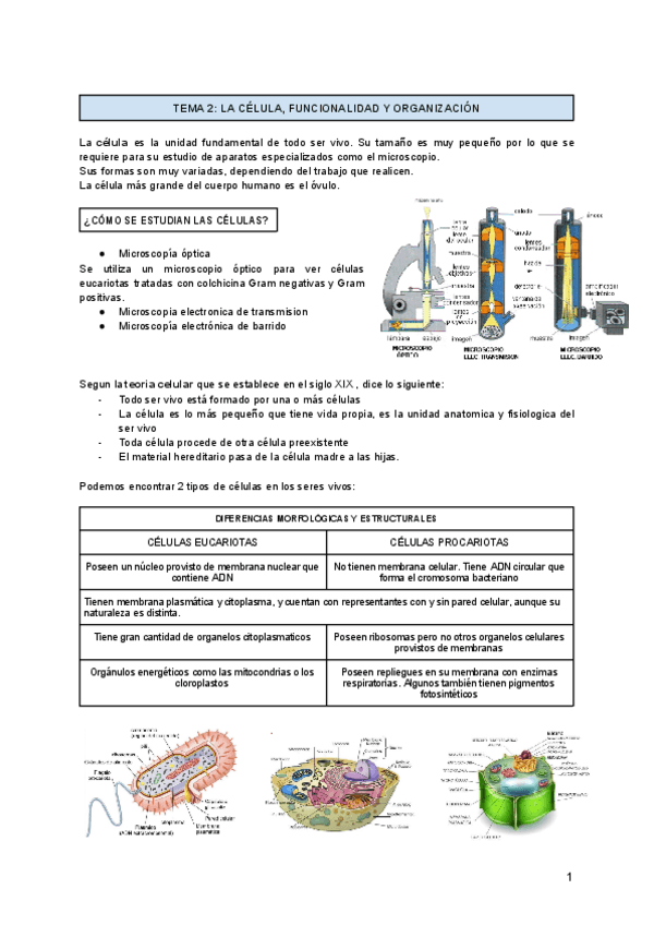 Miniatura del documento TEMA-2-LA-CELULA-FUNCIONALIDAD-Y-ORGANIZACION.pdf
