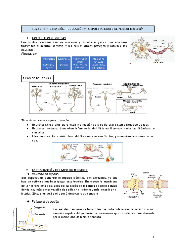 Miniatura del documento TEMA-3-INTEGRACION-REGULACION-Y-RESPUESTA.pdf