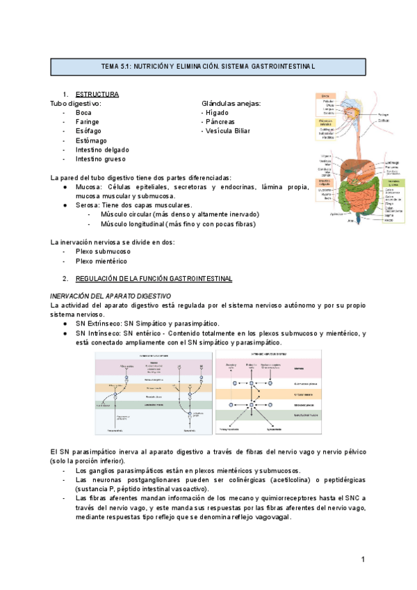 Miniatura del documento TEMA-5-NUTRICION-Y-ELIMINACION-1.pdf