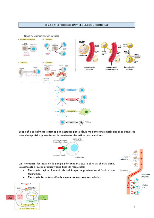 Miniatura del documento TEMA-6.2.pdf