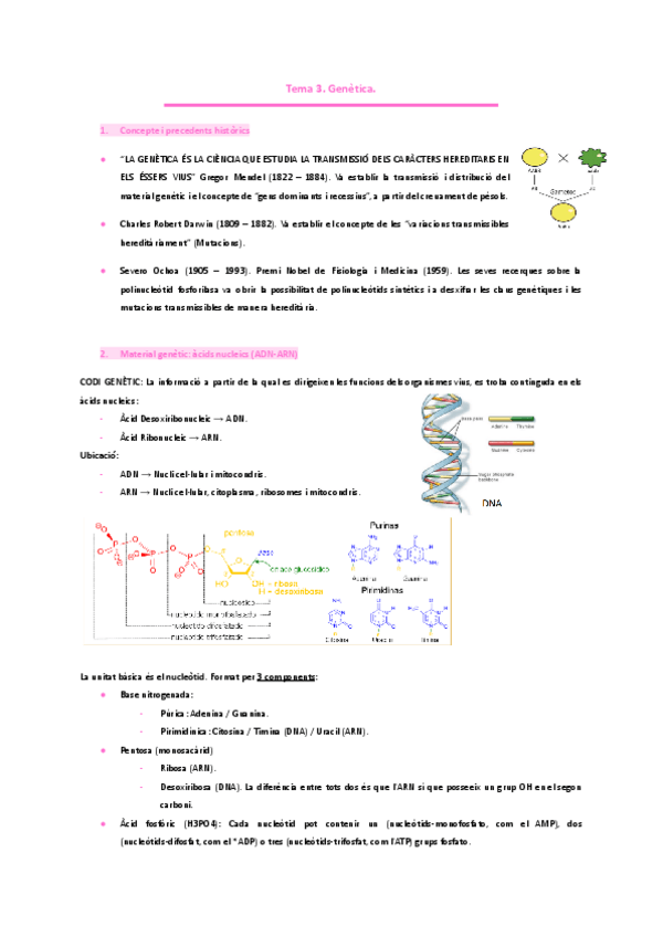 Miniatura del documento Tema-3.-Genetica.pdf