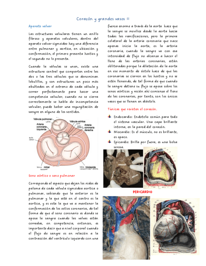 Miniatura del documento Corazon-y-grandes-vasos-II.pdf