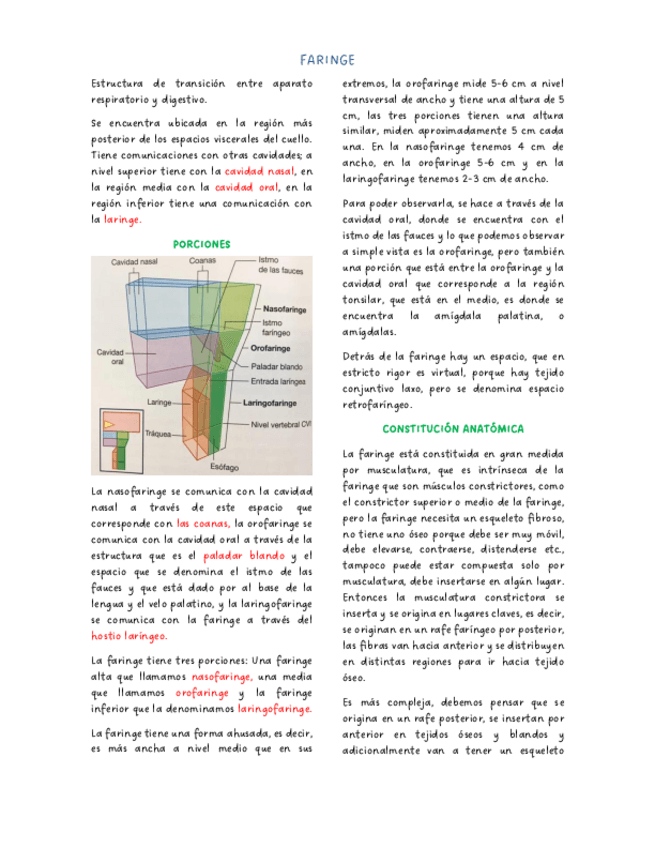 Miniatura del documento Faringe.pdf