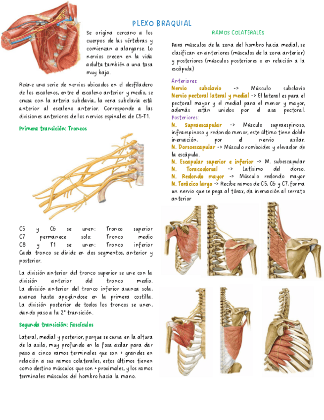 Miniatura del documento Clase-2-Plexo-Braquial.pdf