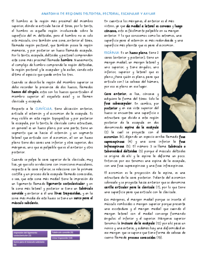 Miniatura del documento ANATOMIA-DE-REGIONES-DELTOIDEA-PECTORAL-ESCAPULAR-Y-AXILAR.pdf
