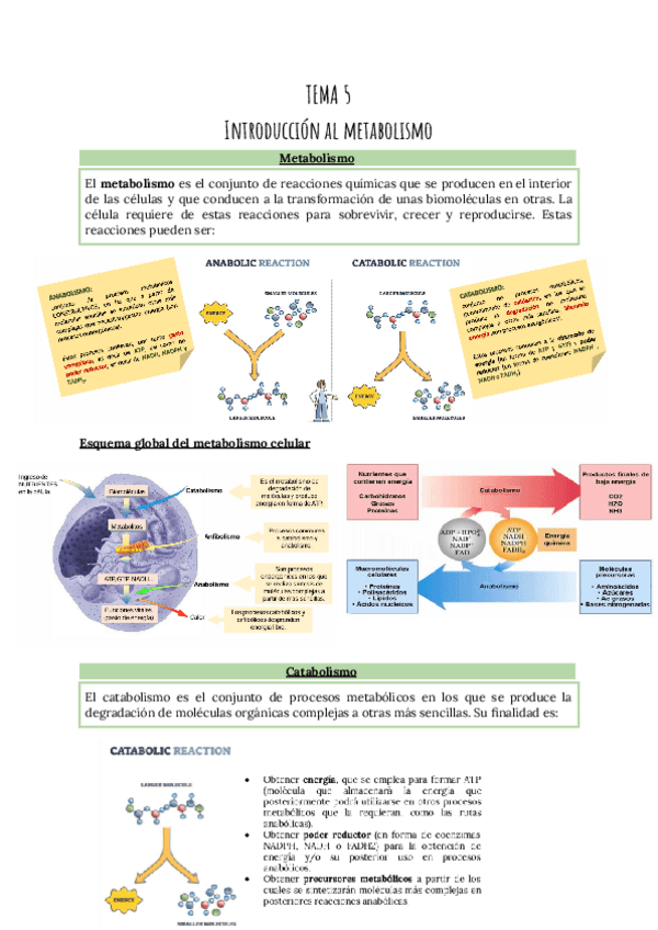 Miniatura del documento TEMA-5-Introduccion-al-metabolismo.pdf