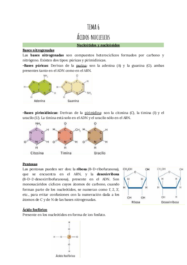 Miniatura del documento TEMA-6-Acidos-Nucleicos.pdf