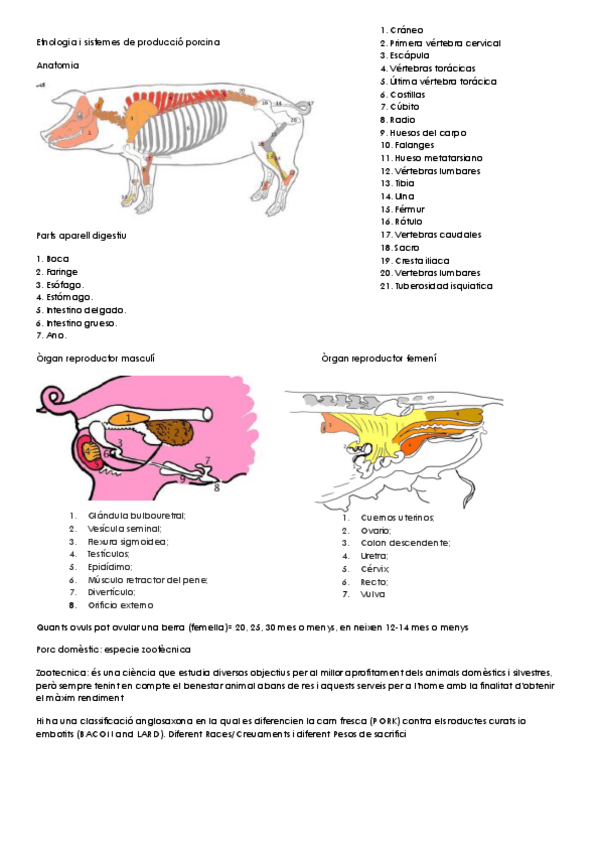 Miniatura del documento Etnologia i sistemes de producció porcina.pdf
