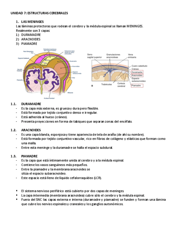 Miniatura del documento UNIDAD-7-neurociencia.pdf