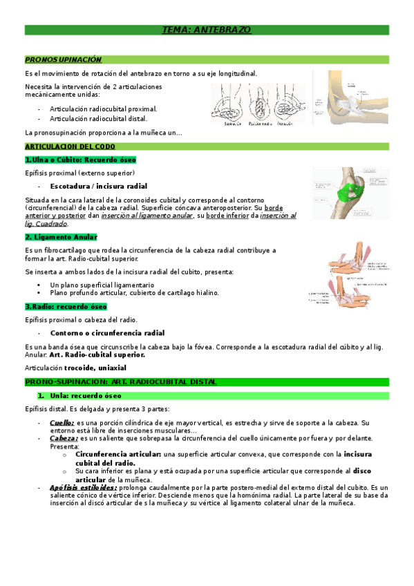Miniatura del documento Antebrazo-mano-muneca-enero-Anatomia-1.T.O.docx