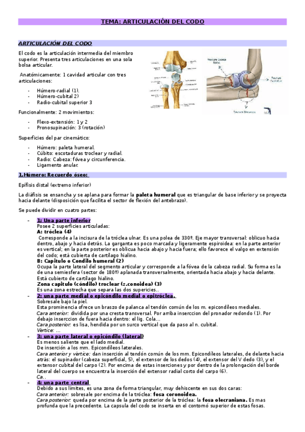 Miniatura del documento Articulacion-y-musculos-del-codo-enero-Anatomia-1.T.O.docx