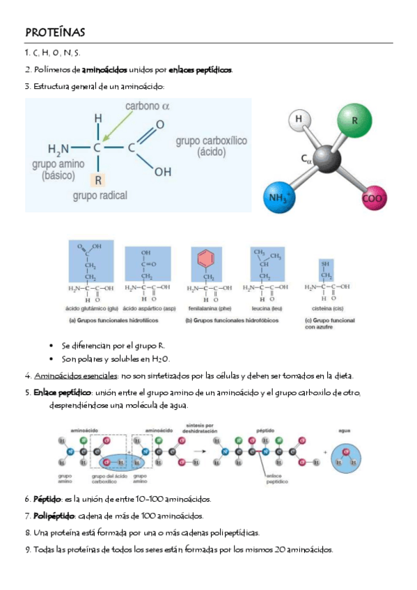 Miniatura del documento PROTEINAS.pdf