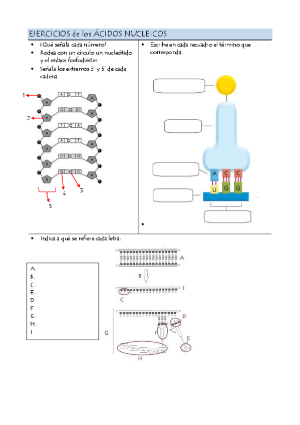 Miniatura del documento Ejercicios-acidos-nucleicos.pdf