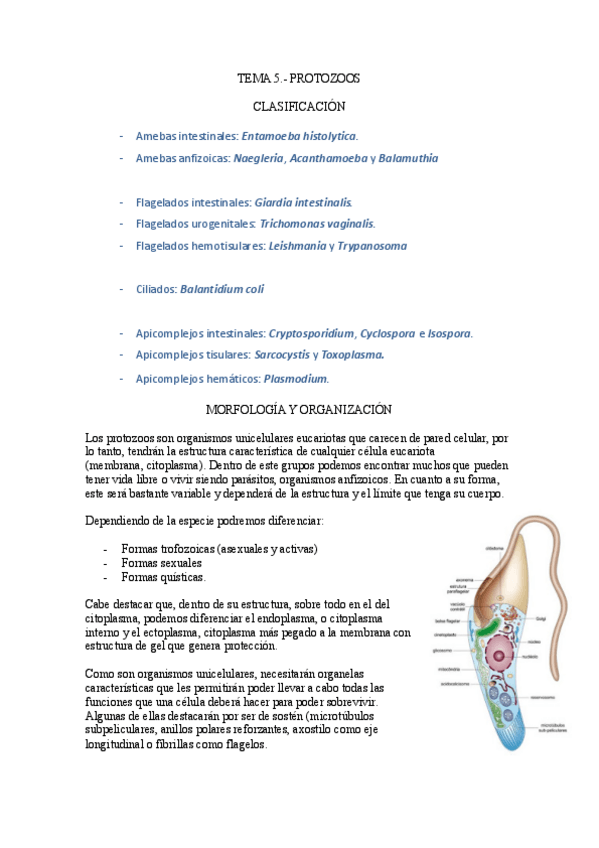 Miniatura del documento Tema-5.-Protozoos.pdf