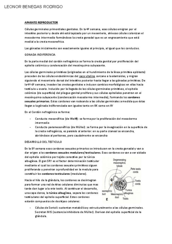 Miniatura del documento GENITALES.pdf