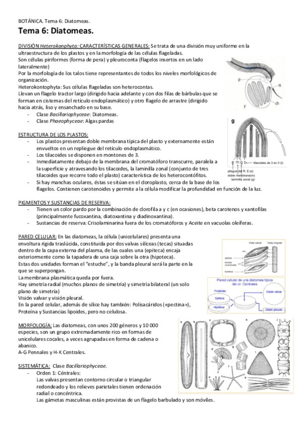Miniatura del documento Tema-6-Diatomeas.pdf
