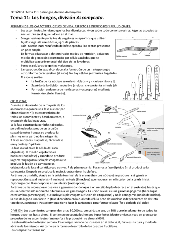 Miniatura del documento Tema-11-HongosJ-Ascomycota.pdf