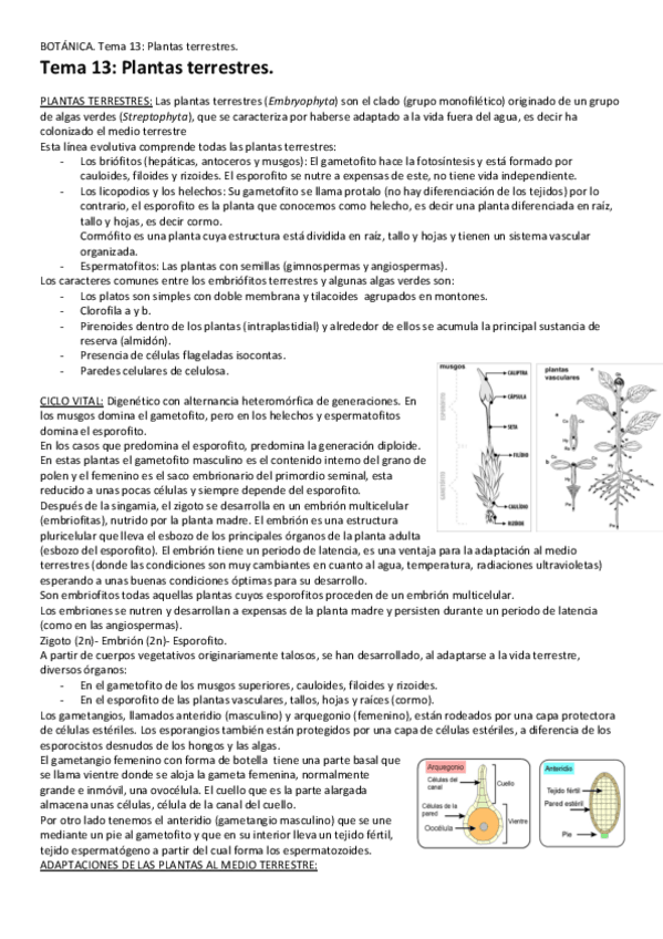 Miniatura del documento Tema-13-Plantas-terrestres.pdf