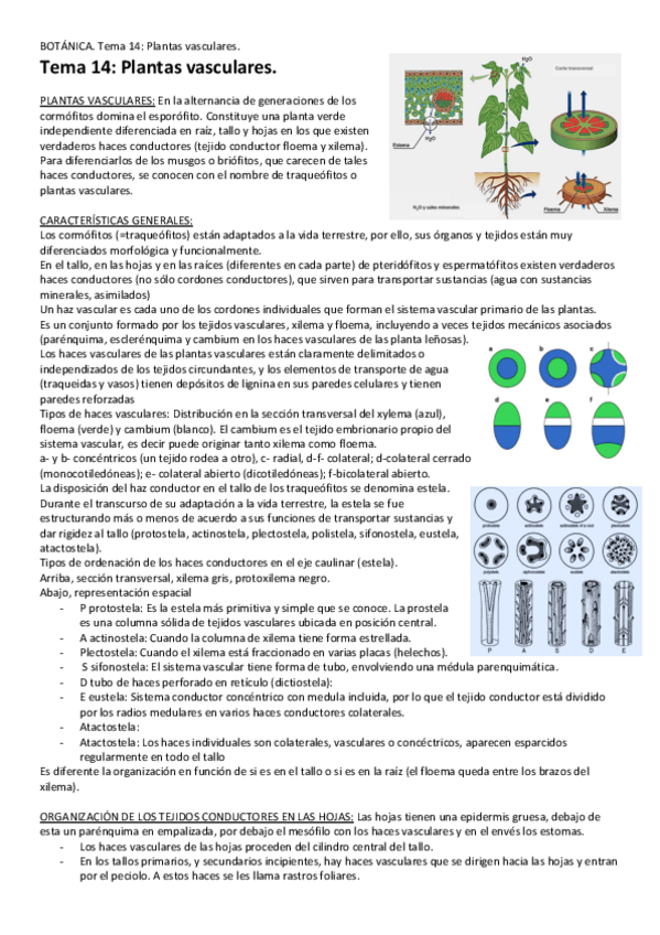 Miniatura del documento Tema-14-Plantas-vasculares.pdf