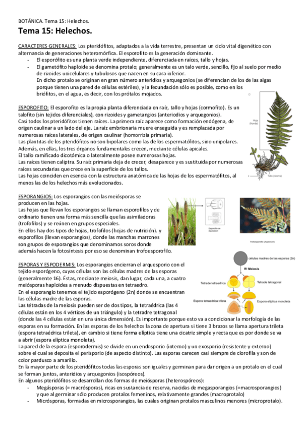 Miniatura del documento Tema-15-Helechos.pdf