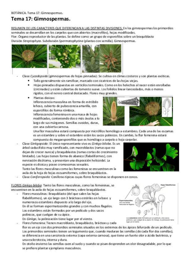 Miniatura del documento Tema-17-Gimnospermas.pdf