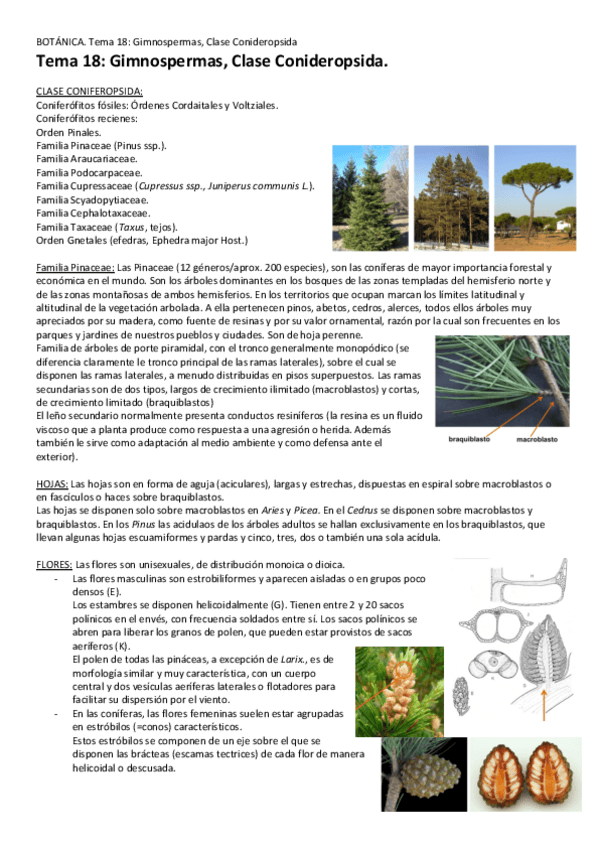 Miniatura del documento Tema-18-Clase-Coniferpsida.pdf