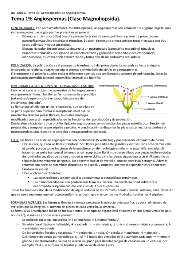 Miniatura del documento Tema-19-Angiospermas.pdf