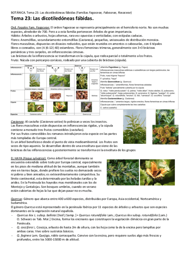 Miniatura del documento Tema-23-Las-dicotiledoneas-fabidas.pdf