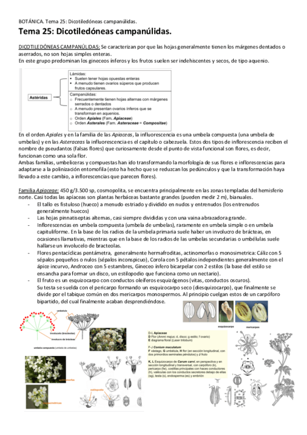 Miniatura del documento Tema-25-Dicotiledoneas-campanulidas.pdf