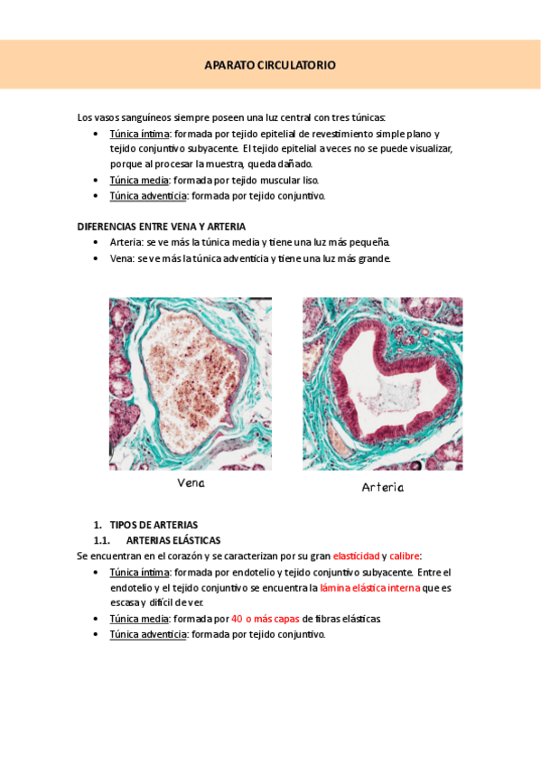 Miniatura del documento APARATO-CIRCULATORIO.pdf