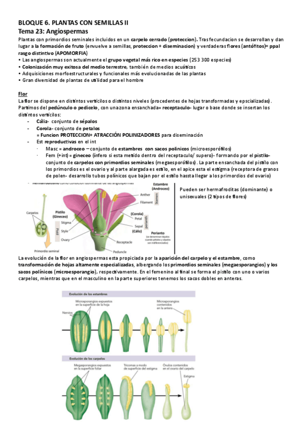 Miniatura del documento B6.CON-SEMILLAS.ANGIOmono.pdf