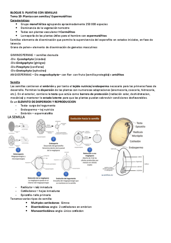 Miniatura del documento B5.CON-SEMILLAS.-GIMNO.pdf