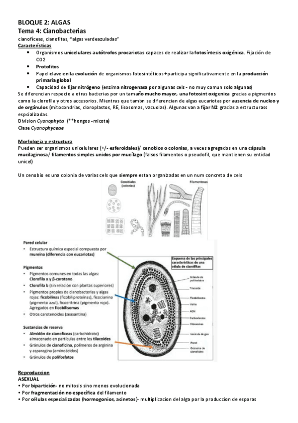 Miniatura del documento T4-10.-B2-ALGAS-copia.pdf